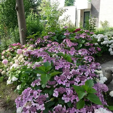 Bij De Catalpa Holiday home *