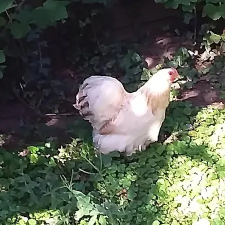 Nyaraló Bij De Catalpa Dordrecht