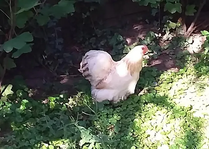 Nyaraló Bij De Catalpa Dordrecht